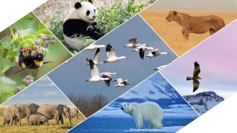 Бурхан мөн төрөл зүйлийн жигүүртэн шувууд